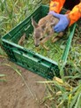 Gemeinsam gegen den Mähtod – Wildtierrettung und Lions Club bringen Rettung aus der Luft