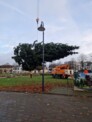 Stattliche Spende - Weihnachtsbäume strahlen in Kaltenkirchen