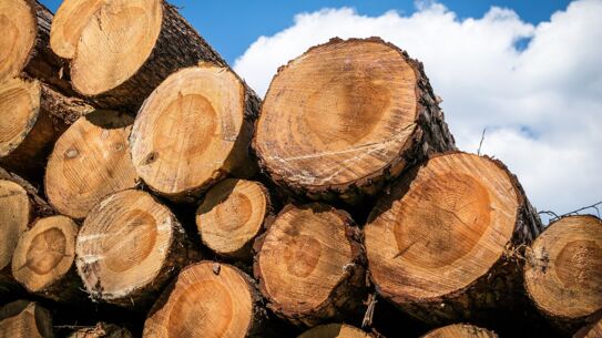 Holzbaupreis 2024 in Neumünster verliehen - zentrale Bedeutung des Rohstoffs Holz im Klimawandel