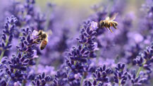 Bienen-Offensive bei SH Netz